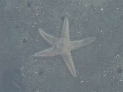 صورة Astropecten armatus Gray 1840