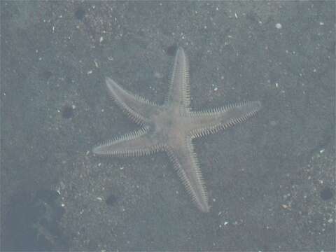 صورة Astropecten armatus Gray 1840