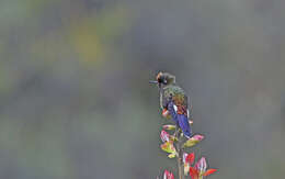 Image of Rainbow-bearded Thornbill