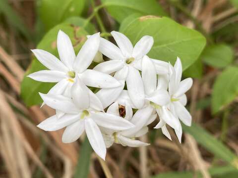 Image of Jasmine, Native