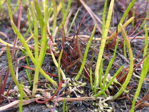 Image of western grasswort