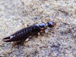 Image of Ringlegged earwig