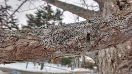 Image of rosette lichen