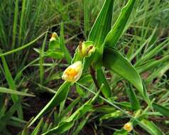 Imagem de Commelina africana L.