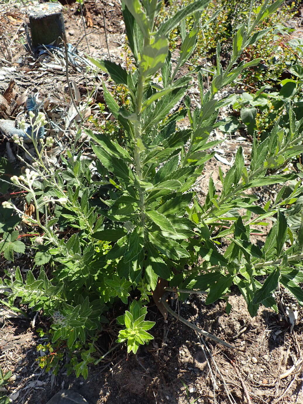 Image of Senecio crenatus Thunb.