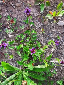 Image of Aleutian selfheal