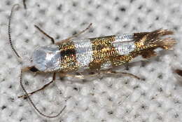 Image of Argyresthia brockeella Hübner 1805