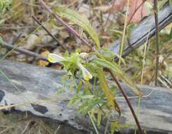 Image of Crested Cow-wheat