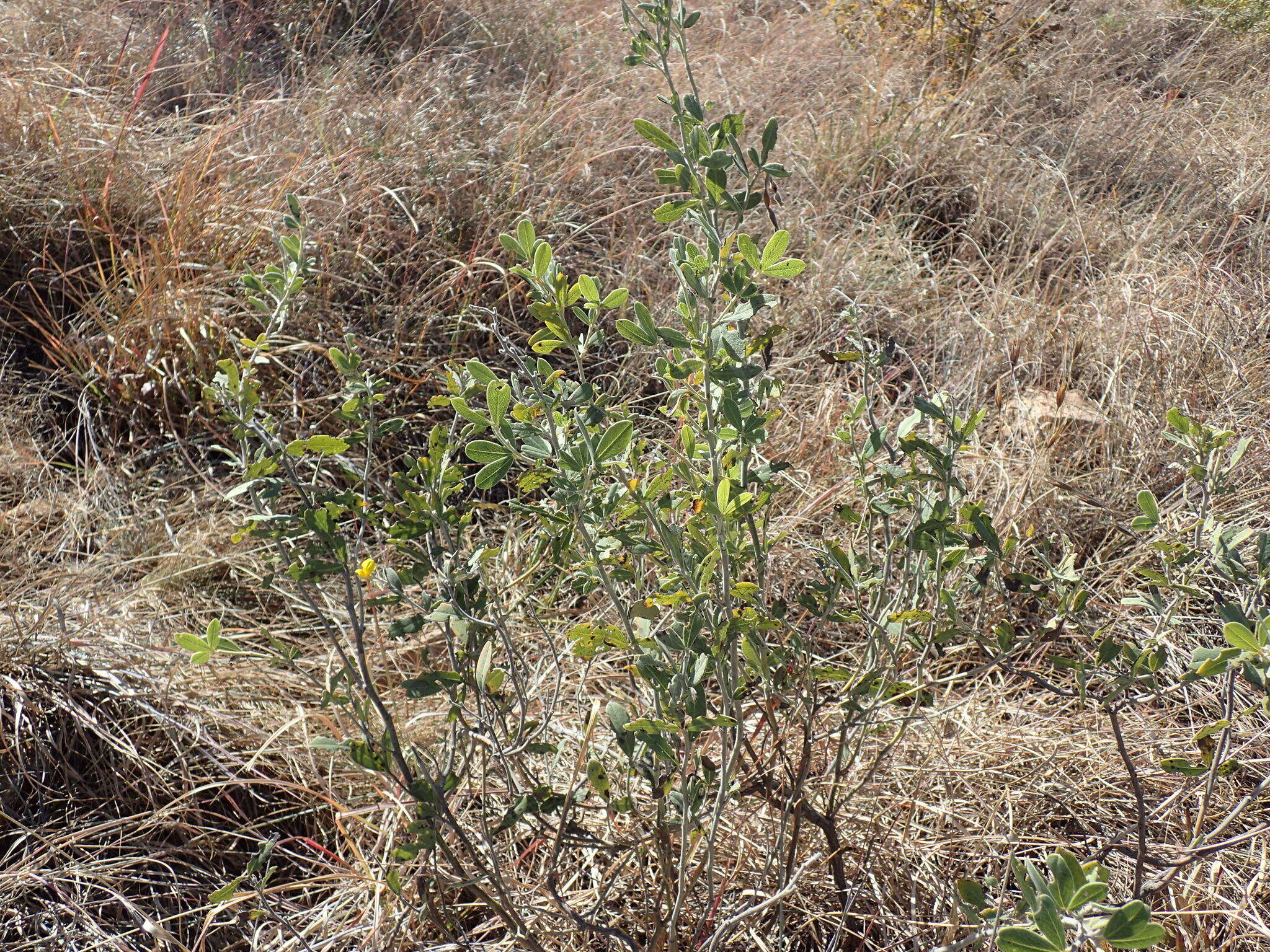 Image of Argyrolobium wilmsii Harms