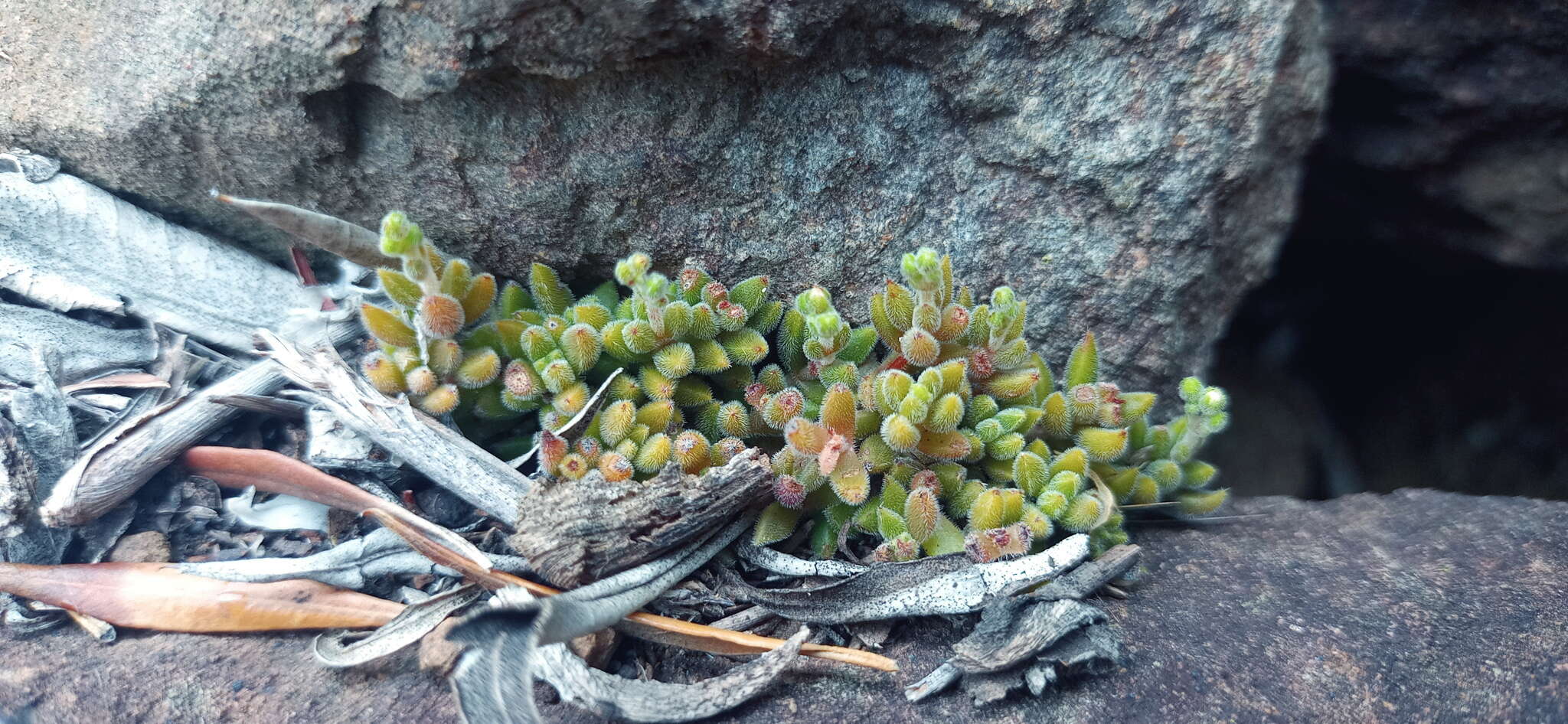 Image of Crassula lanuginosa Harv.