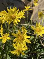 Image of Arnica griscomii Fern.