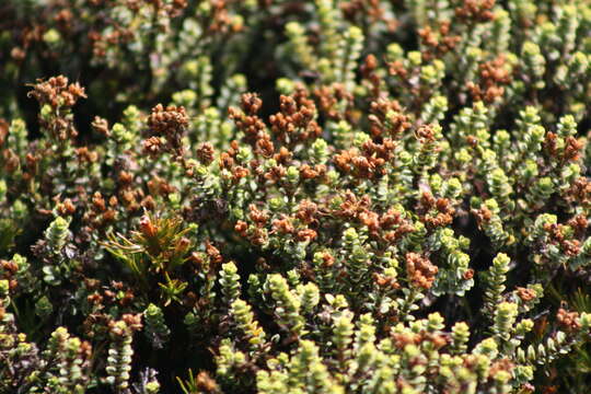 Image of Veronica buchananii Hook. fil.