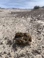 Image of Mussentuchit Creek gilia