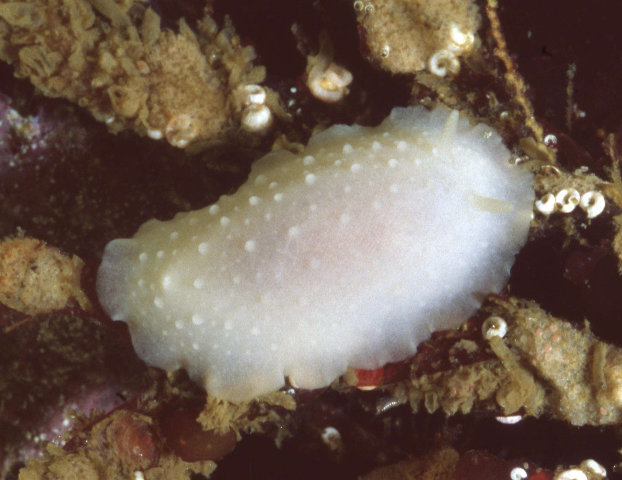 Image of Phyllidiopsis blanca Gosliner & Behrens 1988