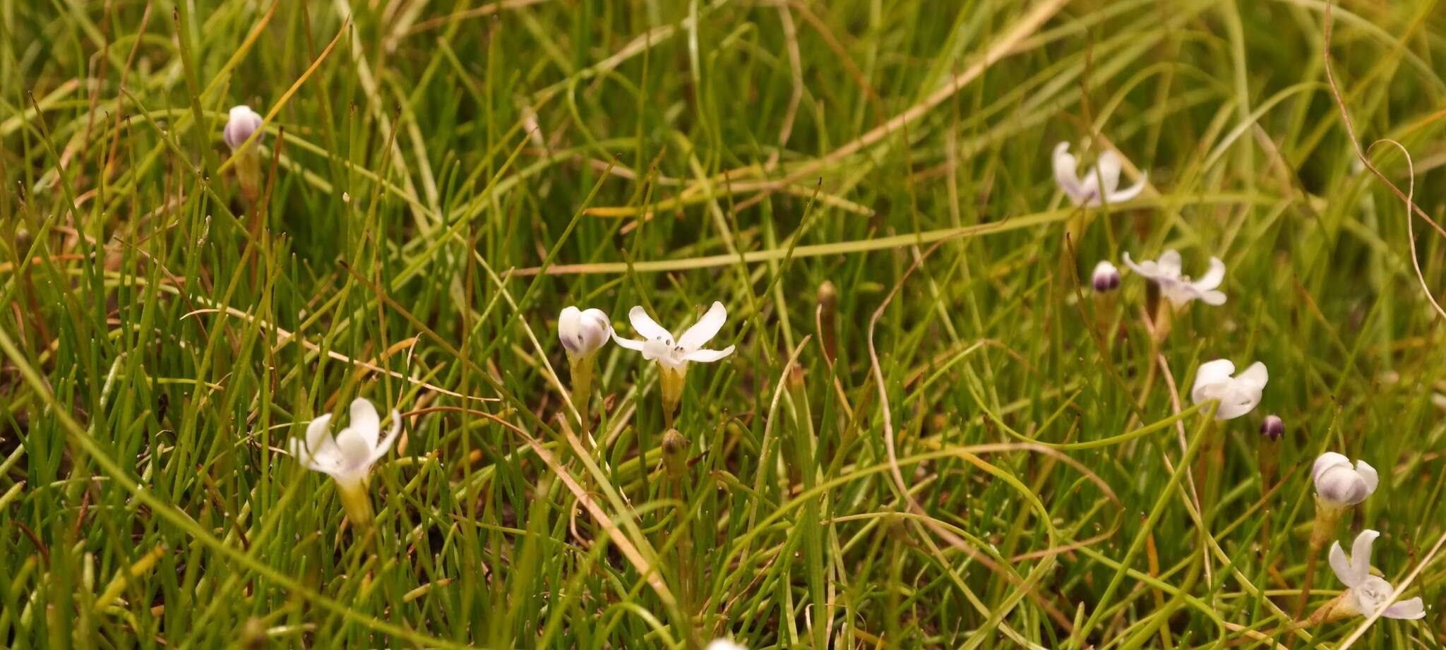 صورة Limosella longiflora Kuntze