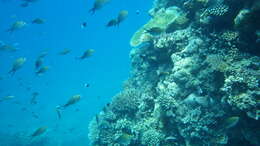 Image of Ternate chromis