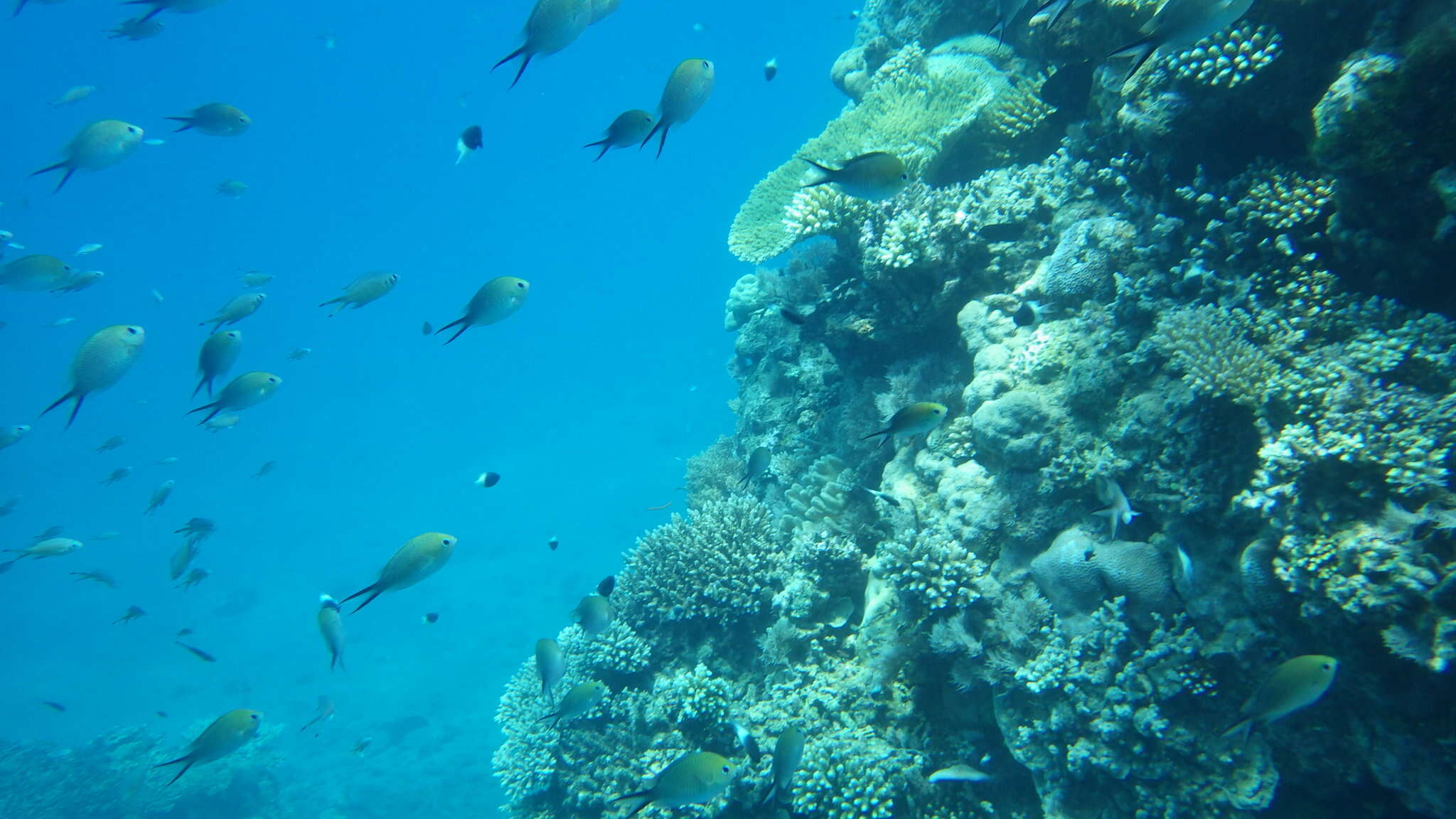 Image of Ternate chromis