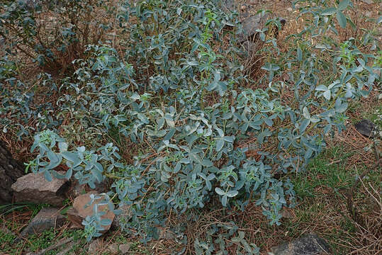 Слика од Adenocarpus anagyrifolius Coss. & Balansa