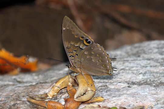 Imagem de Charaxes cithaeron Felder 1859