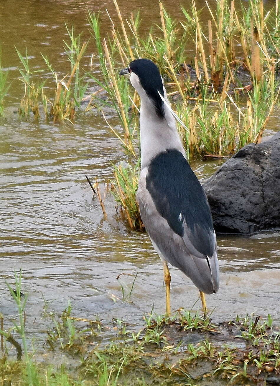 Image of Nycticorax nycticorax nycticorax (Linnaeus 1758)