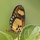 Acraea lumiri Bethune-Baker 1908 resmi