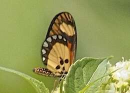 Acraea lumiri Bethune-Baker 1908 resmi