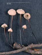 Image of Marasmius gelatinosipes Desjardin & E. Horak 1997