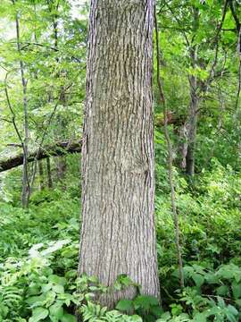 Image of Swamp White Oak