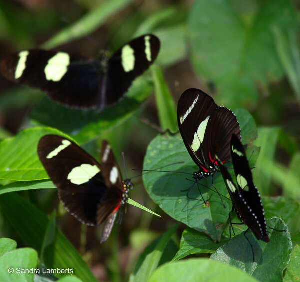 Image of Heliconius wallacei Reakirt 1866