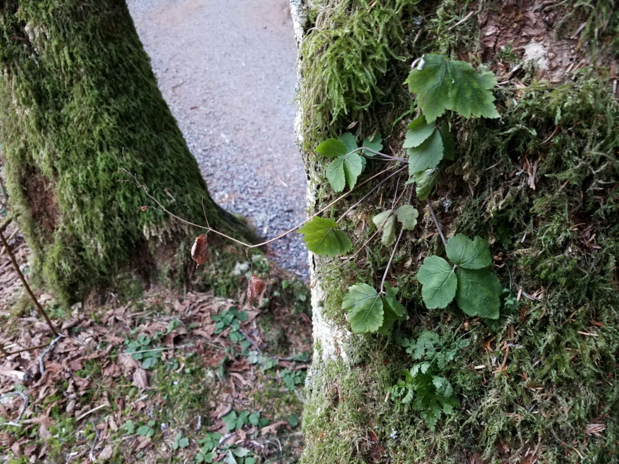 Imagem de Tiarella trifoliata L.