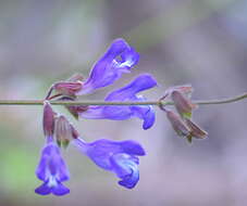 Image of Salvia ringens Sm.