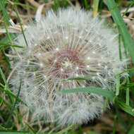 Image of Rock dandelion