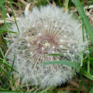 Image of Rock dandelion