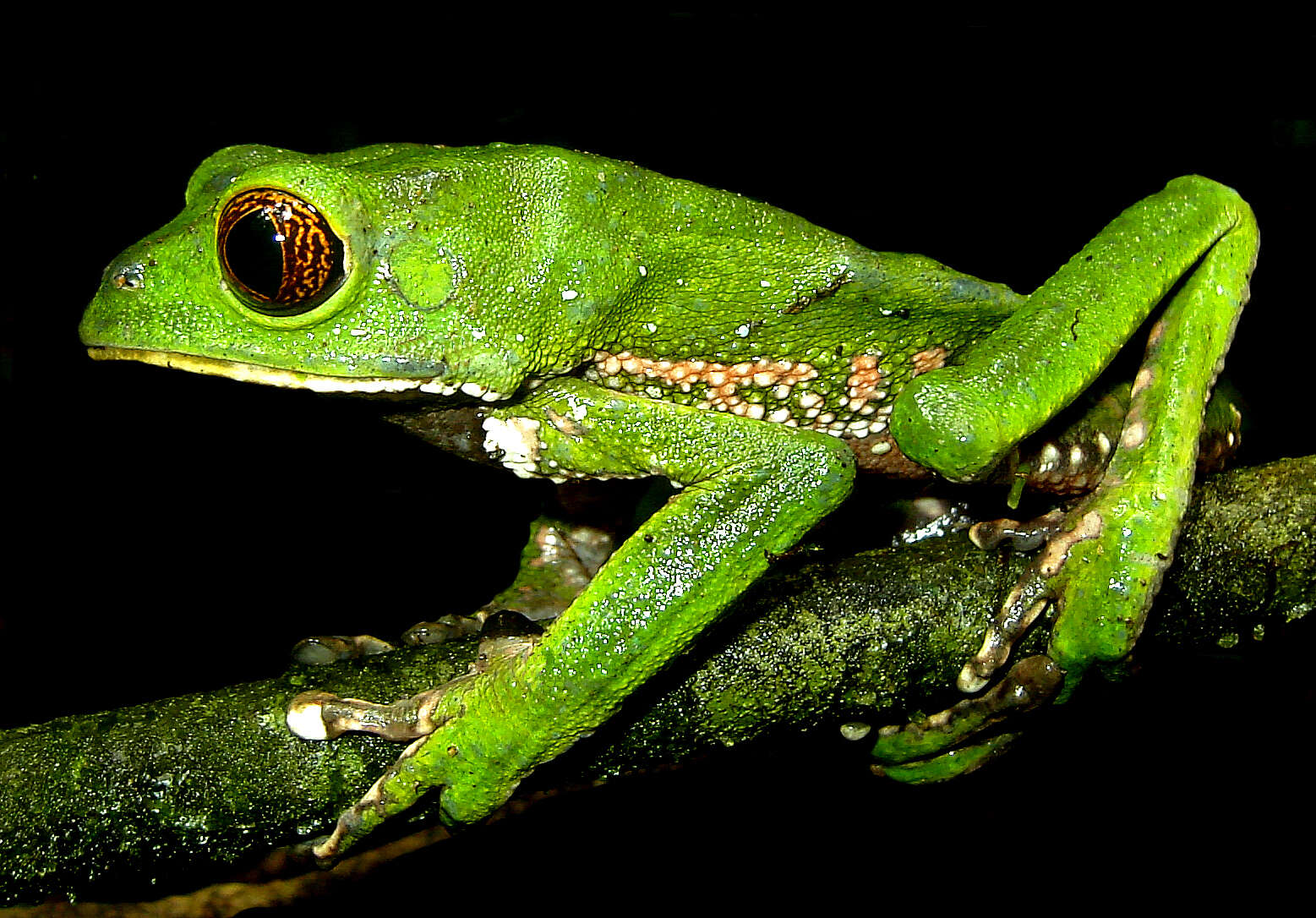 Imagem de Phyllomedusa tarsius (Cope 1868)