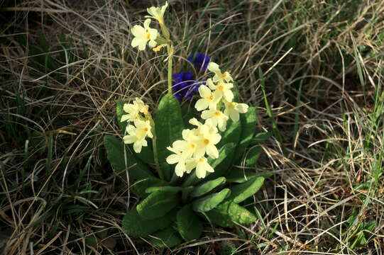 Image of Primula ruprechtii Kusnez. ex Lipsky