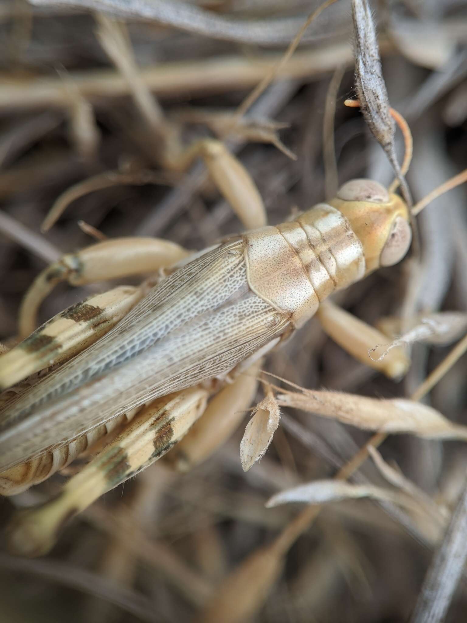 Слика од Aeoloplides californicus (Scudder & S. H. 1897)