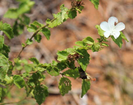 Image of Pavonia leptocalyx (Sond.) Ulbr.