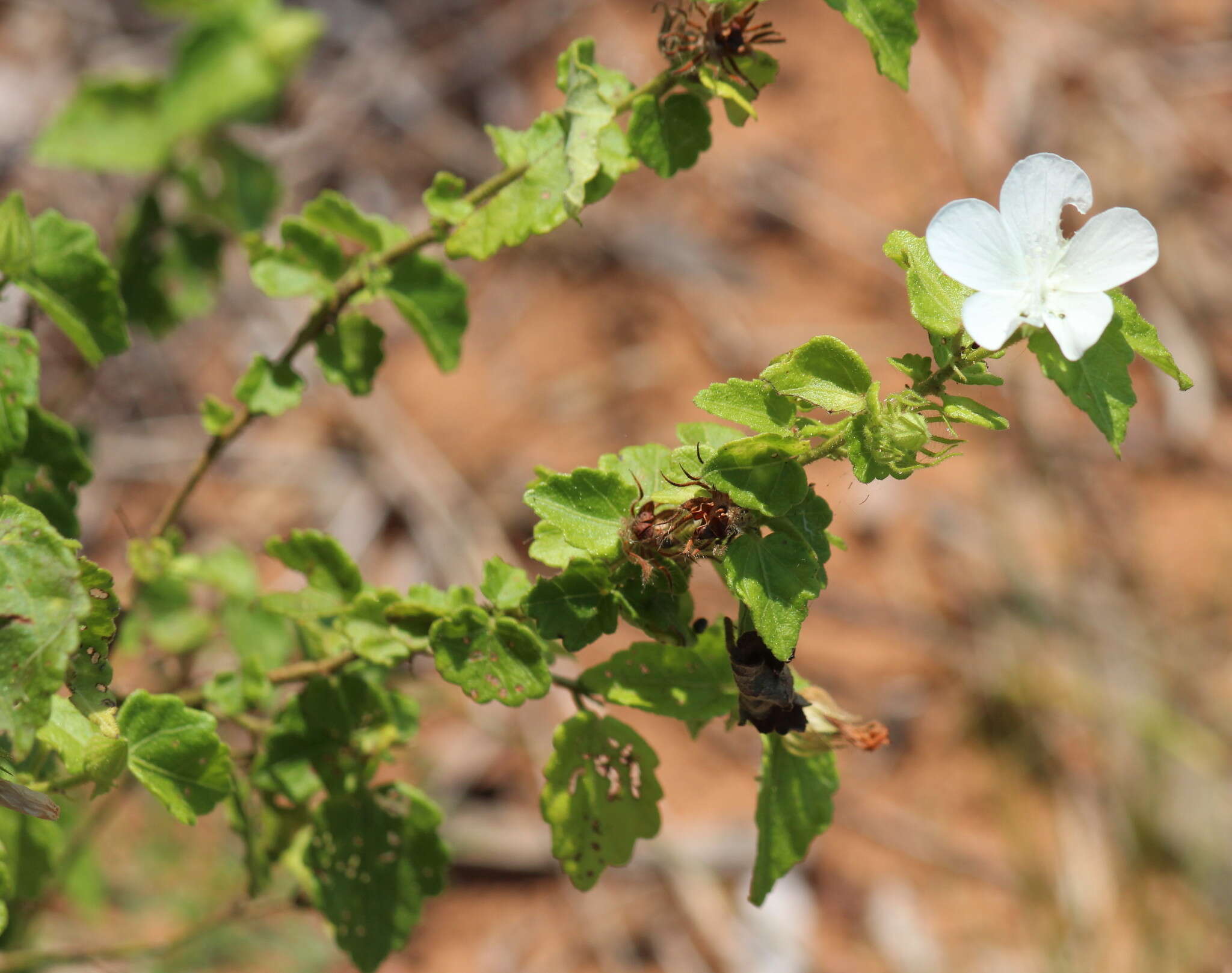 Imagem de Pavonia leptocalyx (Sond.) Ulbr.