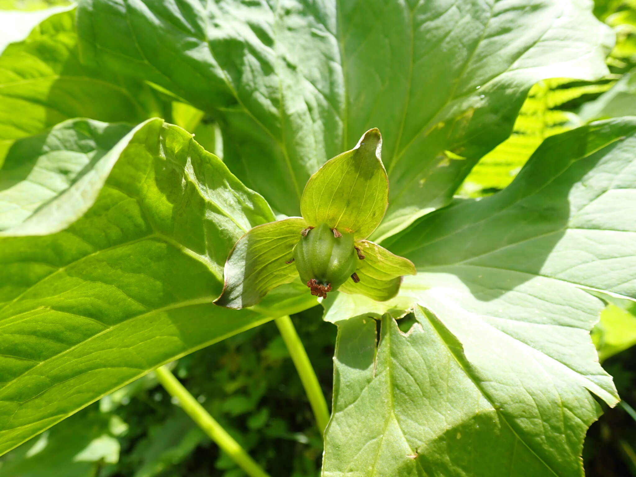 Image of Trillium apetalon Makino