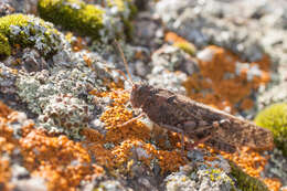 Angaracris barabensis (Pallas 1773) resmi