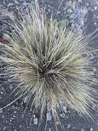 Image of Hawaii Alpine Hair Grass