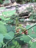 Sivun Indigofera suffruticosa Mill. kuva