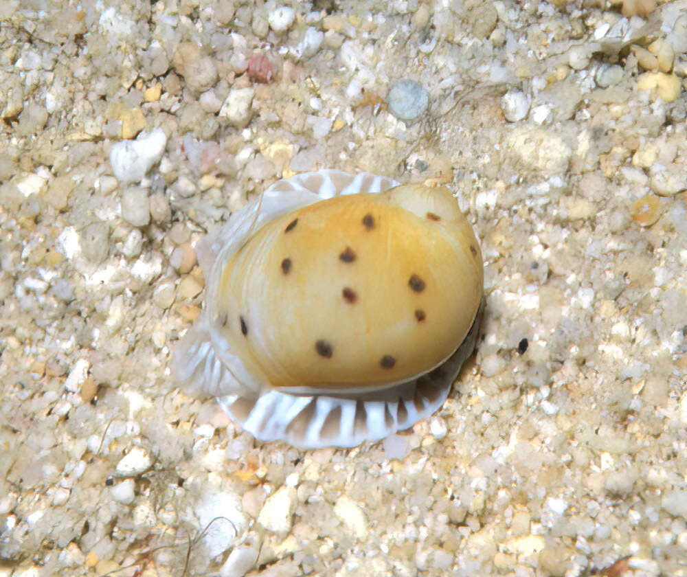 Image of Moon snail