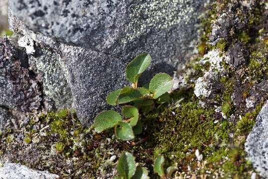 Image of snowbed willow