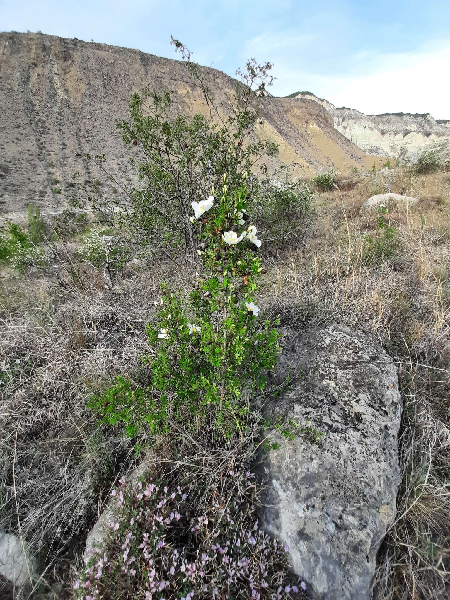 صورة Rosa spinosissima L.