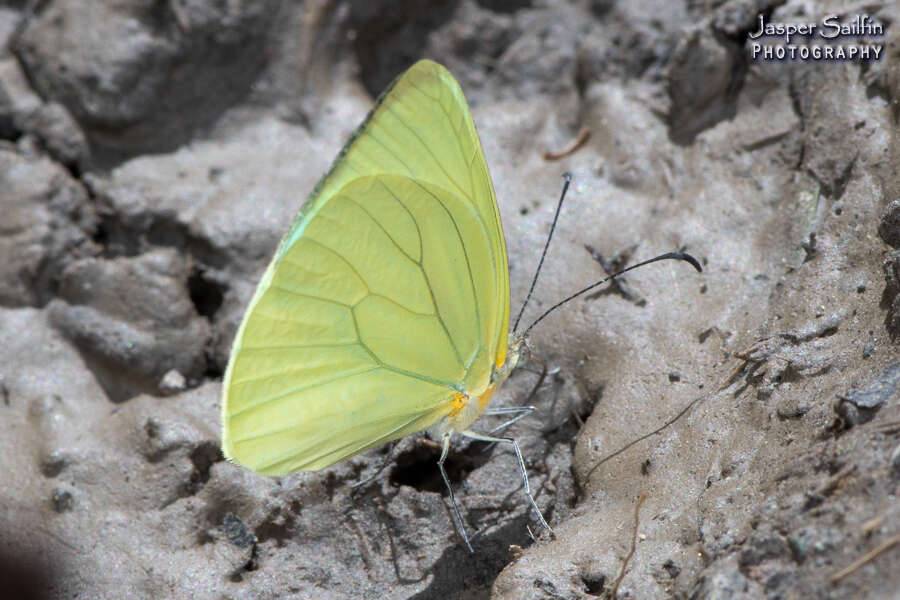 Image of Pseudopieris