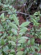 Image of Oregon boxleaf