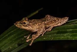 Image of Kurixalus chaseni (Smith 1924)