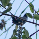 Image of Tricolored Parrot-Finch