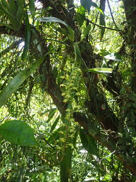 Image of Gomesa planifolia (Lindl.) Klotzsch ex Rchb. fil.